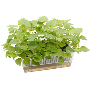 Semi di Perilla bicolor bio - 2g