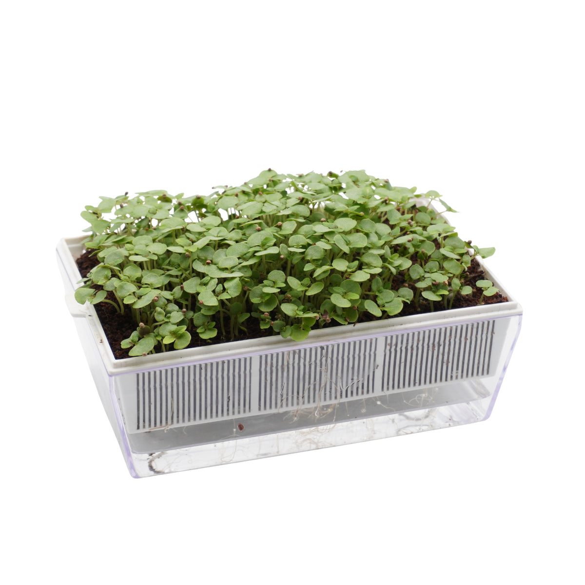 Semi di Perilla bicolor bio - 2g