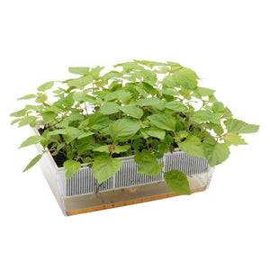 Semi di Perilla bicolor bio - 2g