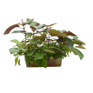 Semi di Perilla bicolor bio - 2g