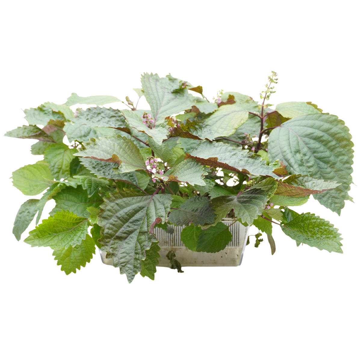 Semi di Perilla bicolor bio - 2g