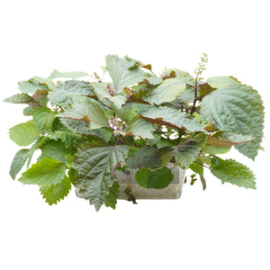 Semi di Perilla bicolor bio - 2g