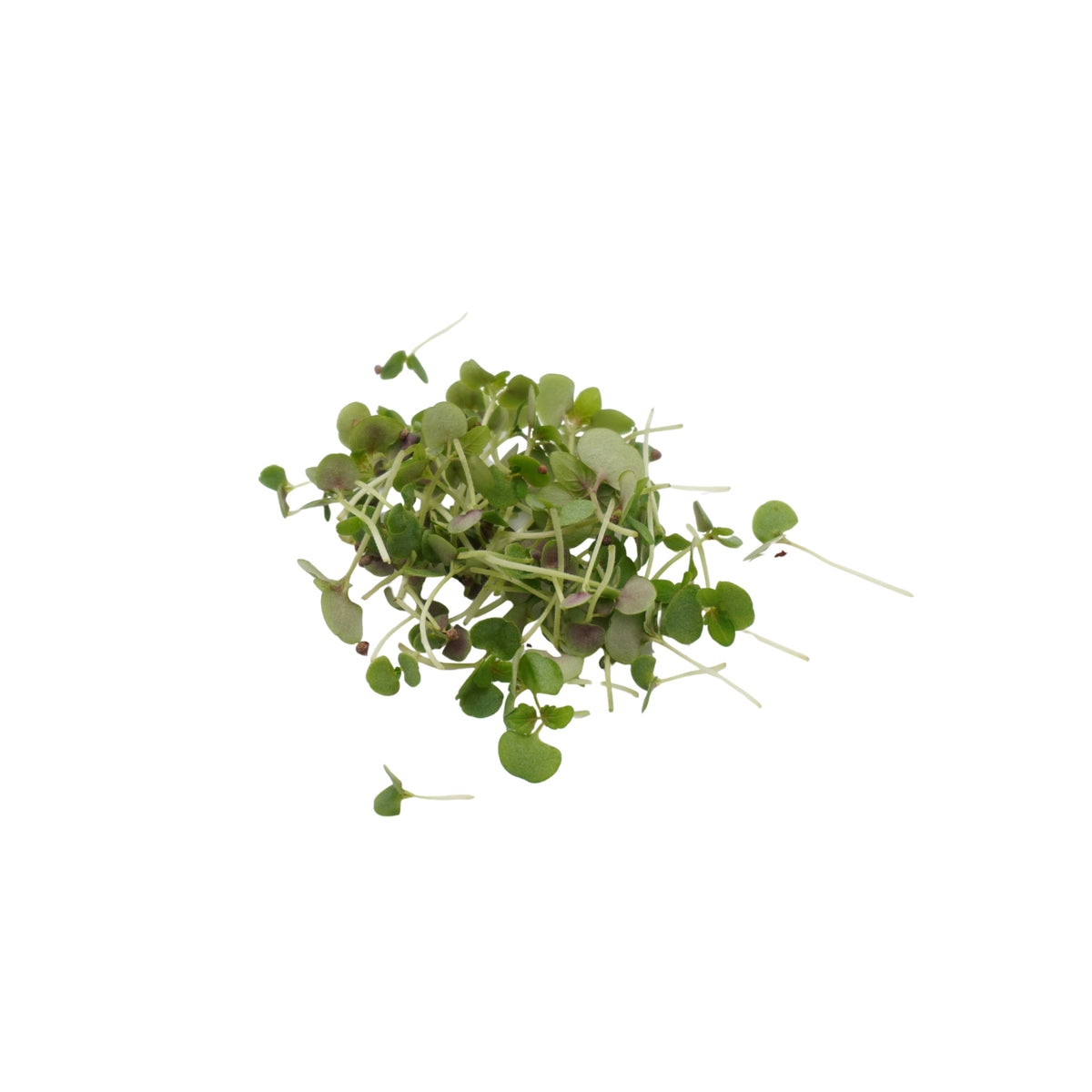 Semi di Perilla bicolor bio - 2g
