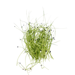 Semi di Porro Cinese bio - 3 g