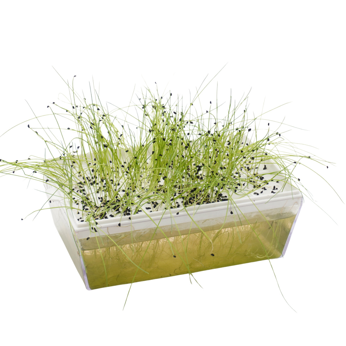 Semi di Porro Cinese bio - 3 g
