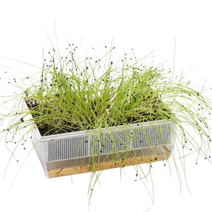 Semi di Porro Cinese bio - 3 g