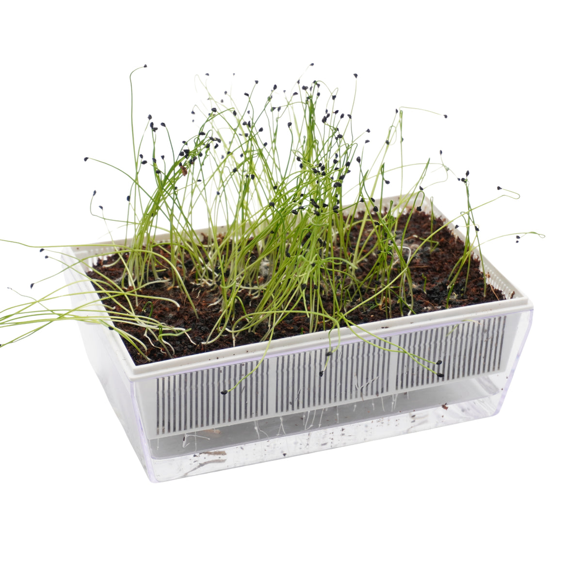 Kit per erbe aromatiche - 6 EvaS e 11 varietà semi - sk404