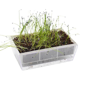 Kit per erbe aromatiche - 6 EvaS e 11 varietà semi - sk404