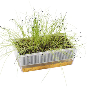 Semi di Porro Cinese bio - 3 g