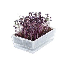 Set semi per microgreens bio - Idroponica o Cocco - 12 varietà - ss201