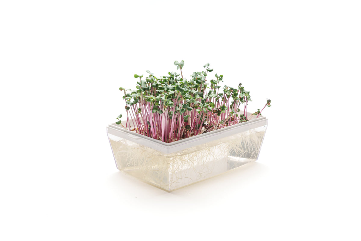Set semi per microgreens bio - Idroponica o Cocco - 12 varietà - ss201