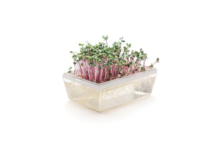 Set semi per microgreens bio - Idroponica o Cocco - 12 varietà - ss201