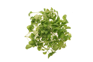 Rucola coltivata - Seme Bio 40gr