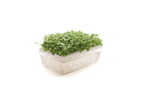 Semi di Rucola coltivata bio - 2 g