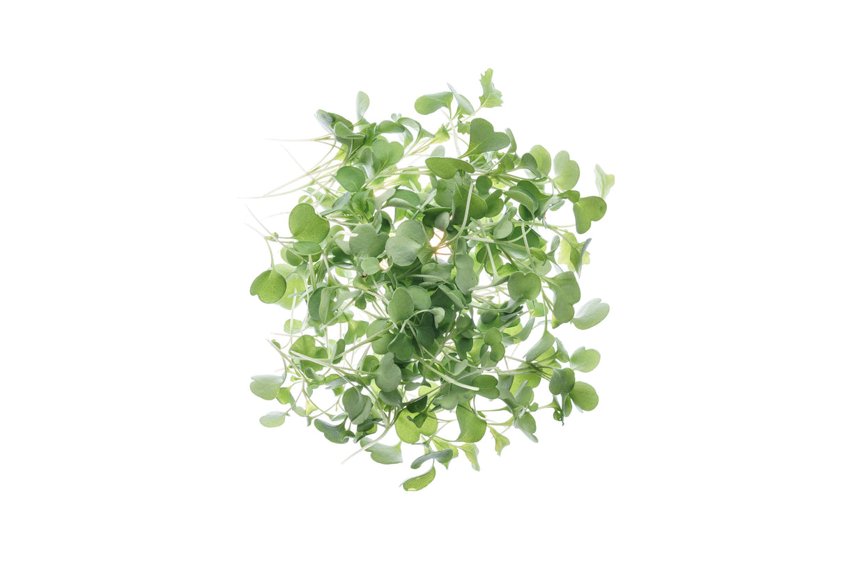 Rucola coltivata - Seme Bio 40gr