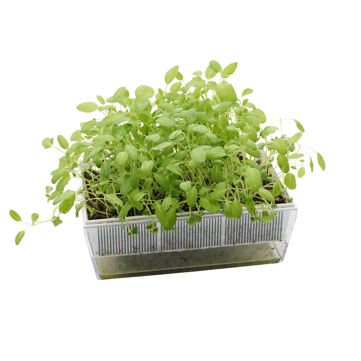 Semi di Salvia bio - 2,5 g