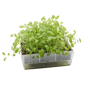 Semi di Salvia bio - 2,5 g