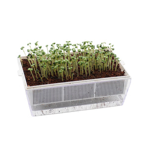 Semi di Salvia bio - 2,5 g