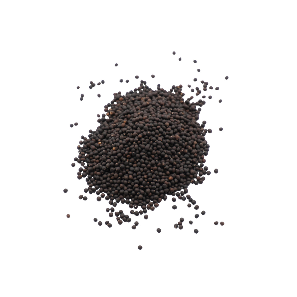 Semi di Salvia bio - 2,5 g