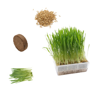 Set semi erba di grano bio e cocco - 6 ricariche - ss907