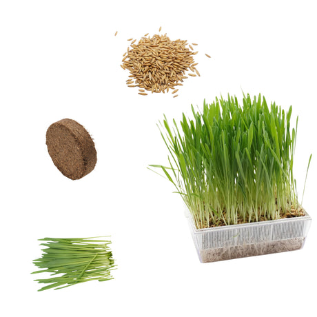 Set semi erba di grano bio e cocco - 6 ricariche - ss907