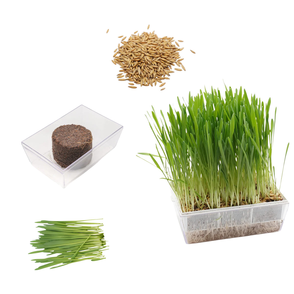 Set semi erba d'avena bio e cocco - 6 ricariche - ss909