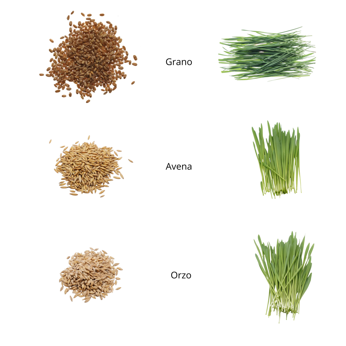 Set semi erbe di 3 cereali bio per animali - 9 ricariche - ss906