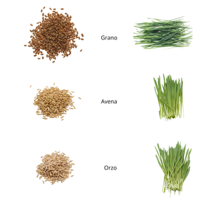 Set semi erbe di 3 cereali bio per animali - 9 ricariche - ss906