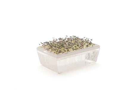 Semi di Senape Mizuna rossa bio- 1,7 g