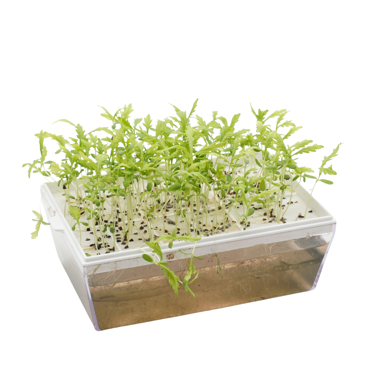 Semi di Shungiku Garland bio - 1,6 g