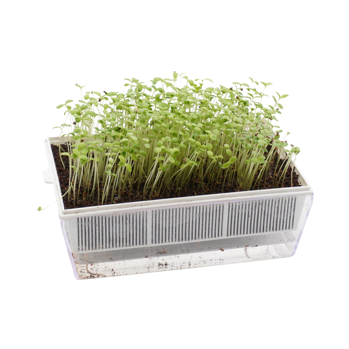 Semi di Shungiku Garland bio - 1,6 g