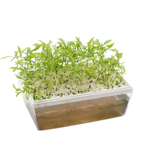 Semi di Shungiku Garland bio - 1,6 g