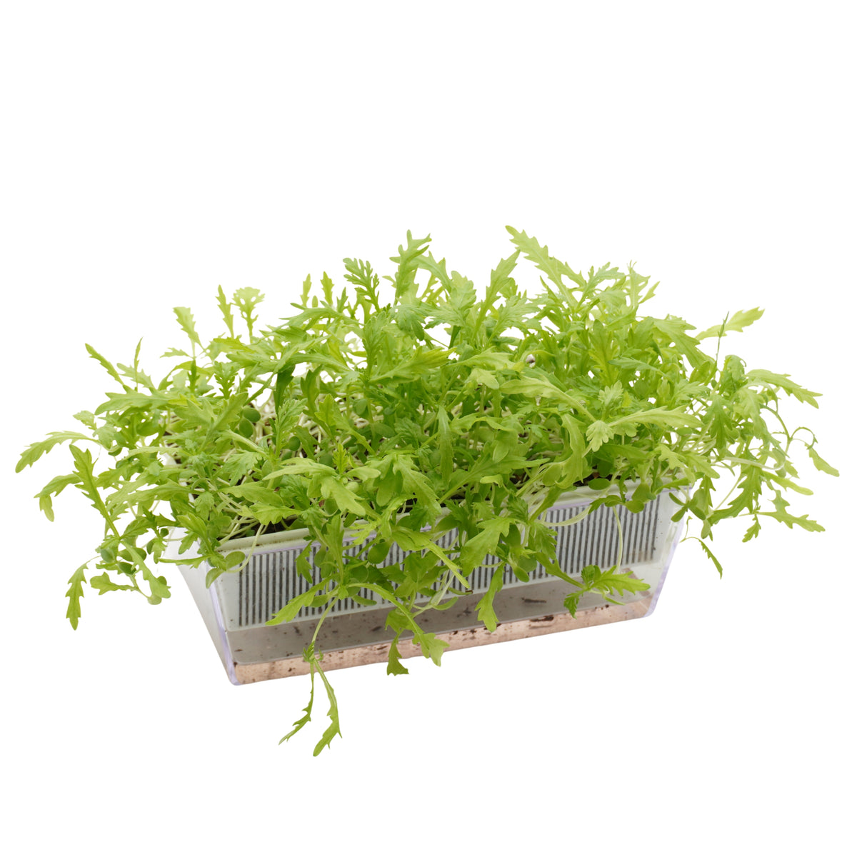 Semi di Shungiku Garland bio - 1,6 g