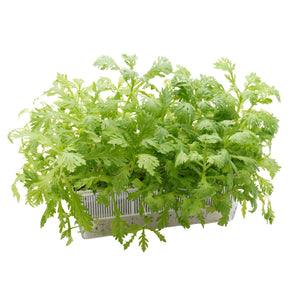 Semi di Shungiku Garland bio - 1,6 g