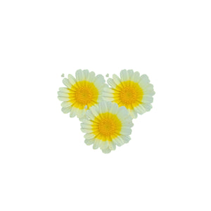 Semi di Shungiku Garland bio - 1,6 g