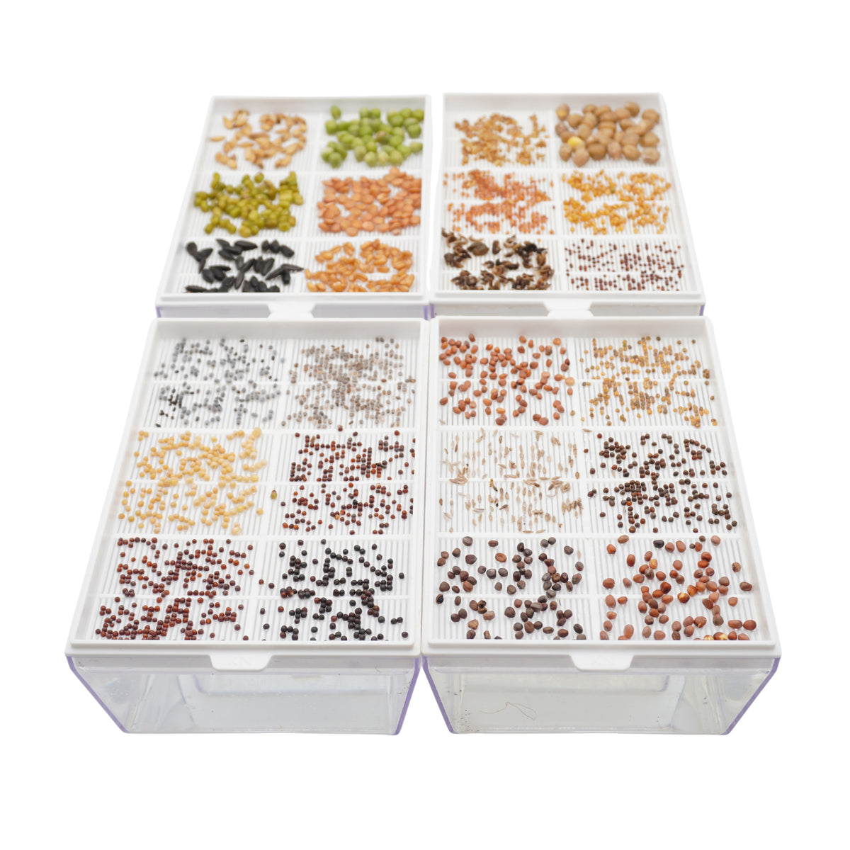 Kit educativo microgreens bio-Idro e Cocco-8 Eva e 45 varietà semi-sk607