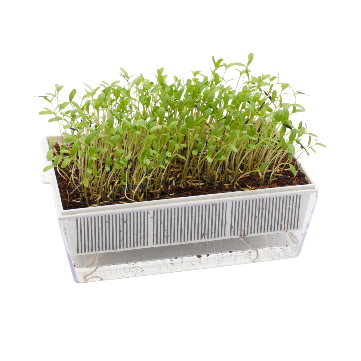 Semi di Tagete Patula bio - 1,5g
