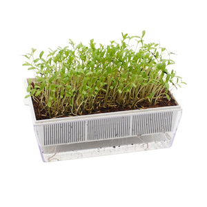 Semi di Tagete Patula bio - 1,5g