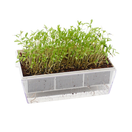 Semi di Tagete Patula bio - 1,5g