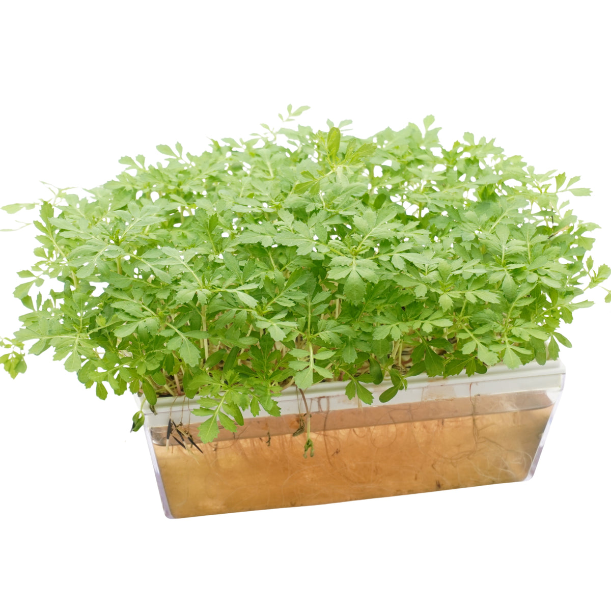 Semi di Tagete Patula bio - 1,5g