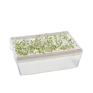 Semi di Viola Helen Mount bio -0,7 g