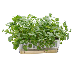 Semi di Viola Helen Mount bio -0,7 g