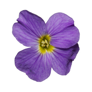 Semi di Viola Helen Mount bio -0,7 g